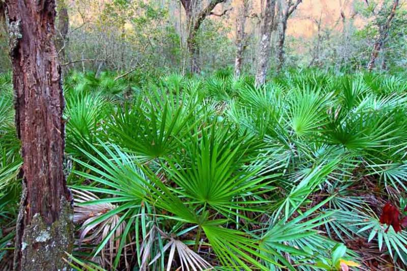 Saw Palmetto Alpha Xtra Boost