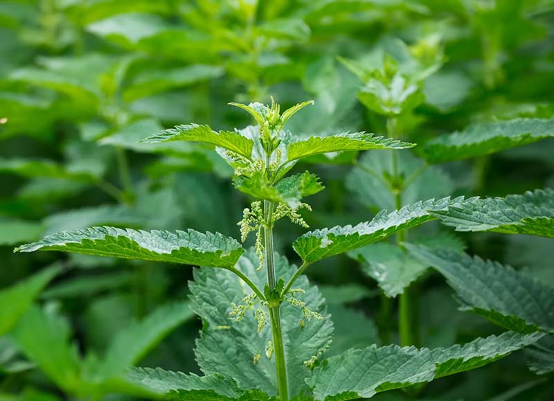 Stinging Nettle Extract