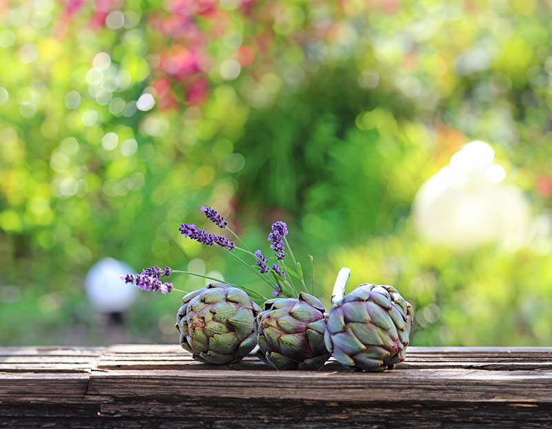 Do Artichokes Help You Lose Weight 